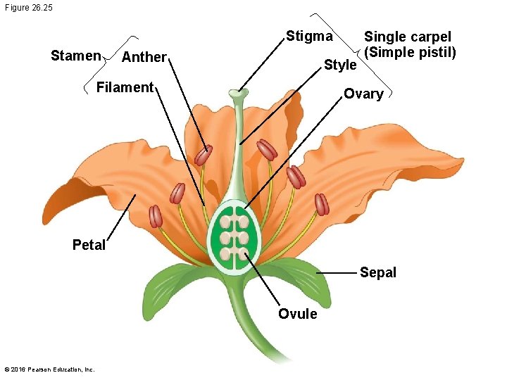 Figure 26. 25 Stigma Stamen Anther Style Filament Single carpel (Simple pistil) Ovary Petal
