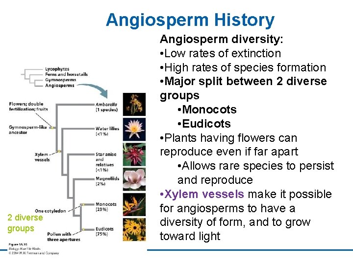 Angiosperm History 2 diverse groups Angiosperm diversity: • Low rates of extinction • High