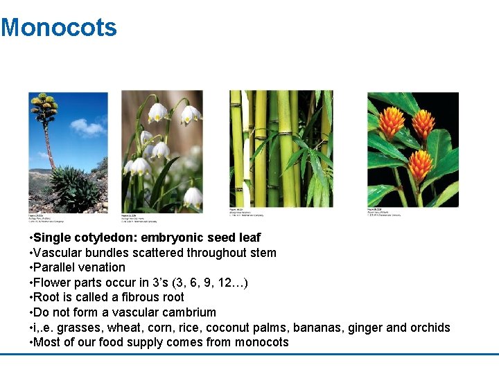 Monocots • Single cotyledon: embryonic seed leaf • Vascular bundles scattered throughout stem •