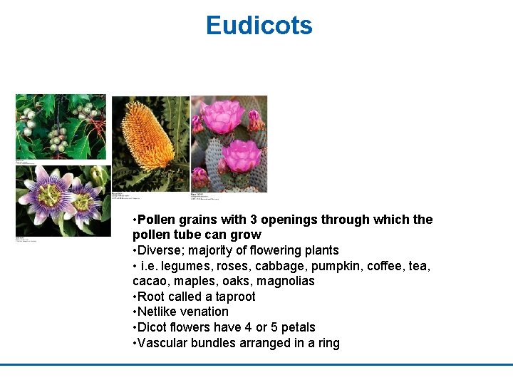 Eudicots • Pollen grains with 3 openings through which the pollen tube can grow