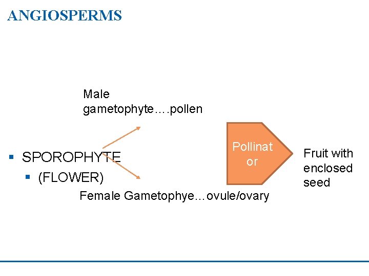 ANGIOSPERMS Male gametophyte…. pollen § SPOROPHYTE Pollinat or § (FLOWER) Female Gametophye…ovule/ovary Fruit with