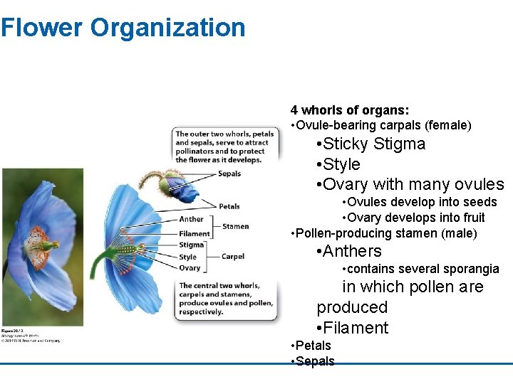 Flower Organization 4 whorls of organs: • Ovule-bearing carpals (female) • Sticky Stigma •