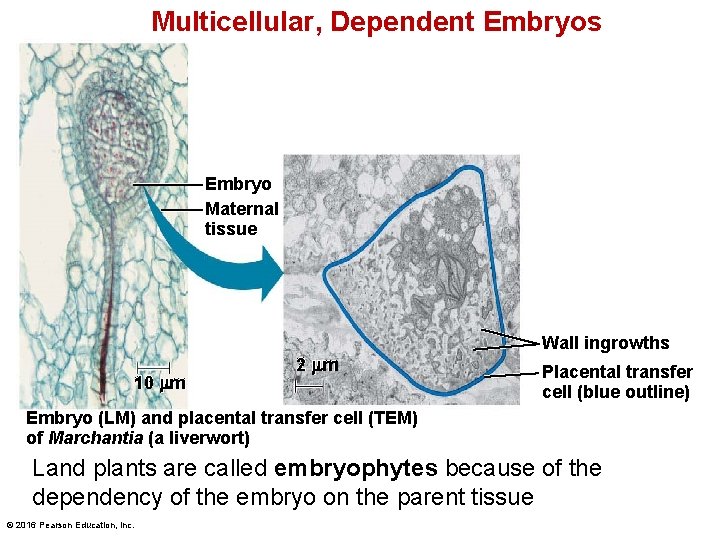 Multicellular, Dependent Embryos Embryo Maternal tissue 10 µm mm 2 µm mm Wall ingrowths