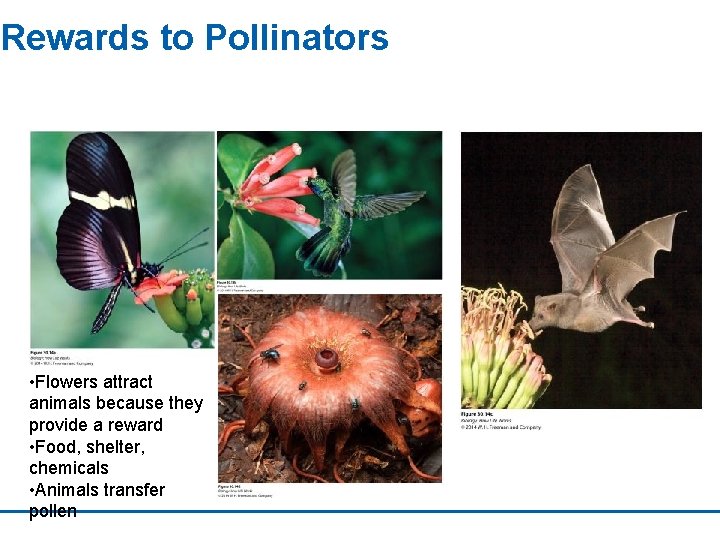 Rewards to Pollinators • Flowers attract animals because they provide a reward • Food,