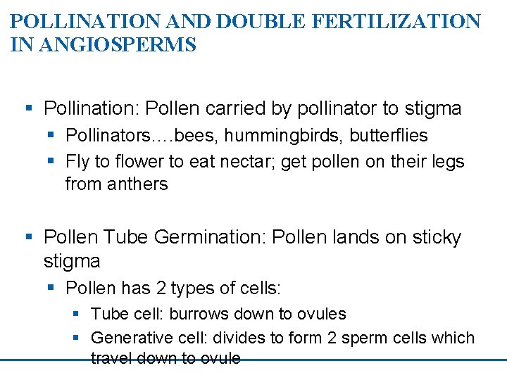 POLLINATION AND DOUBLE FERTILIZATION IN ANGIOSPERMS § Pollination: Pollen carried by pollinator to stigma