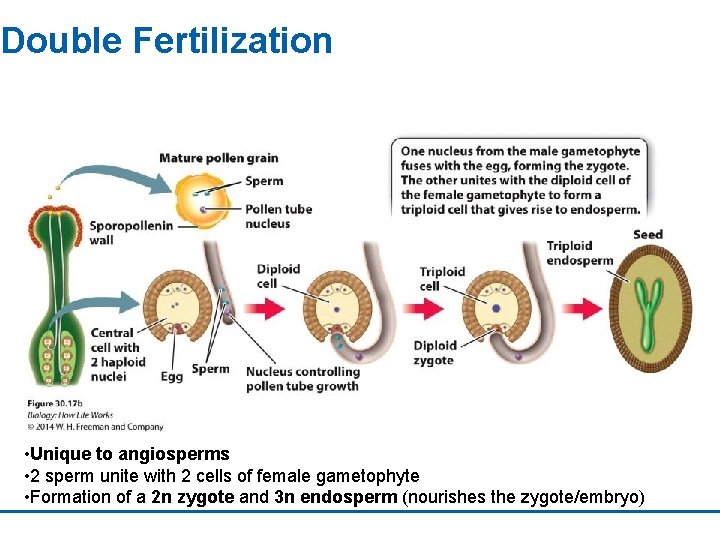 Double Fertilization • Unique to angiosperms • 2 sperm unite with 2 cells of