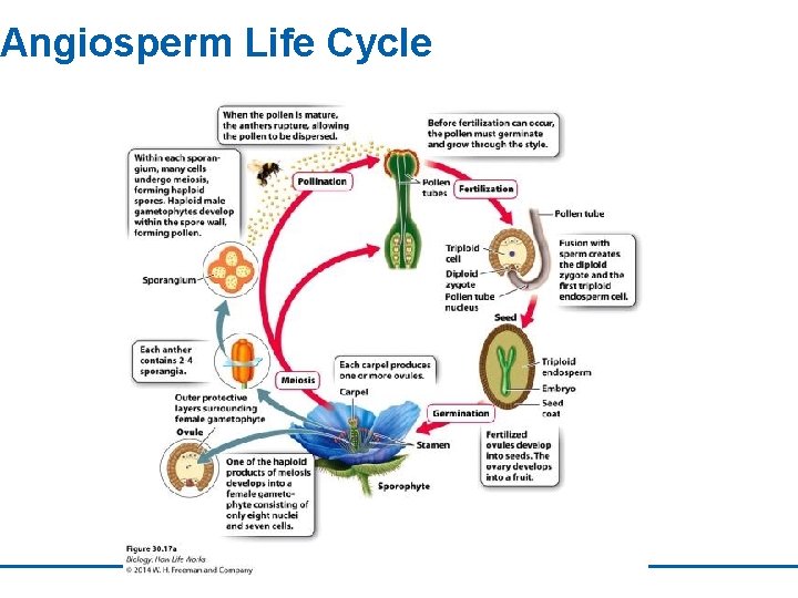 Angiosperm Life Cycle 