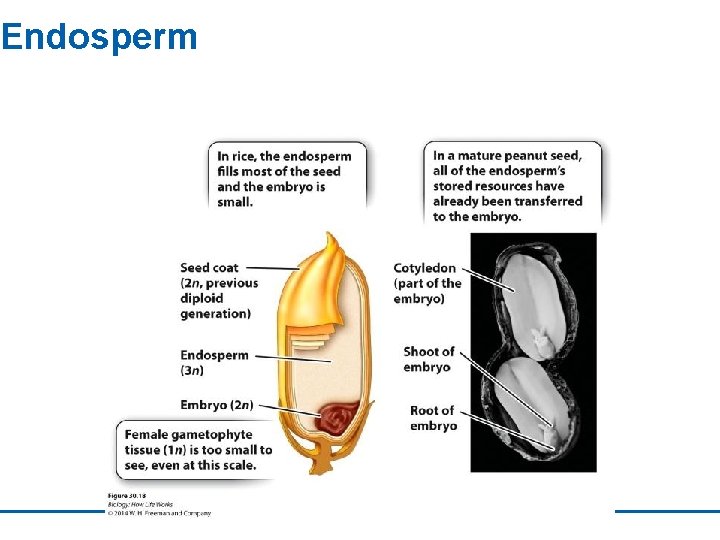 Endosperm 