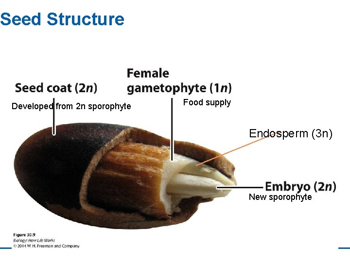Seed Structure Developed from 2 n sporophyte Food supply Endosperm (3 n) New sporophyte
