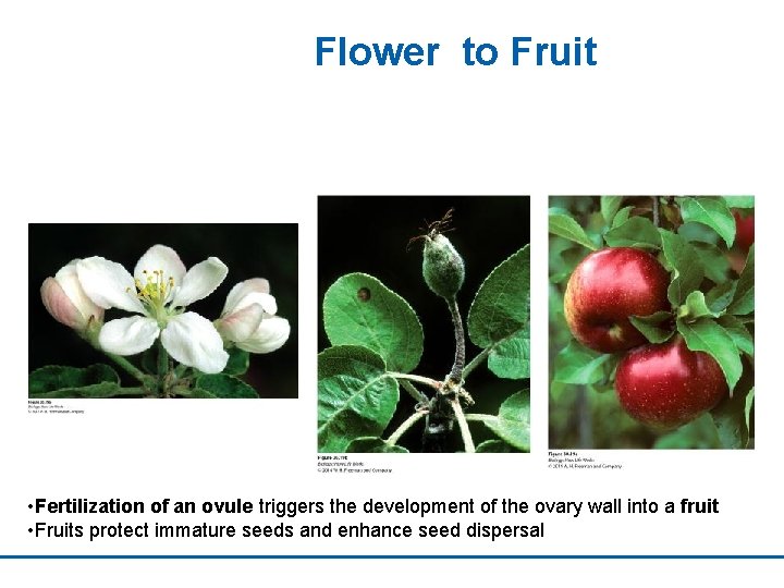Flower to Fruit • Fertilization of an ovule triggers the development of the ovary