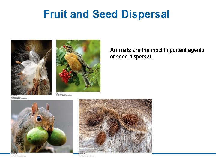 Fruit and Seed Dispersal Animals are the most important agents of seed dispersal. 