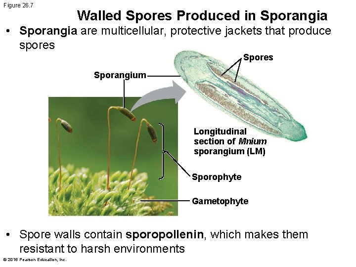 Figure 26. 7 Walled Spores Produced in Sporangia • Sporangia are multicellular, protective jackets