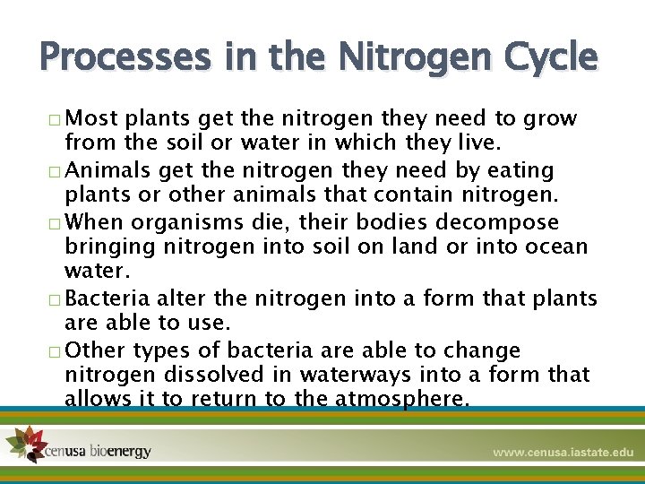 Processes in the Nitrogen Cycle � Most plants get the nitrogen they need to