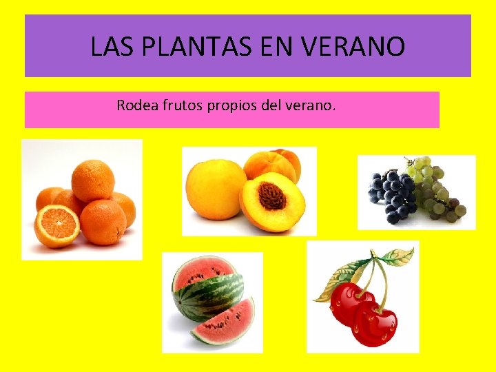 LAS PLANTAS EN VERANO Rodea frutos propios del verano. 