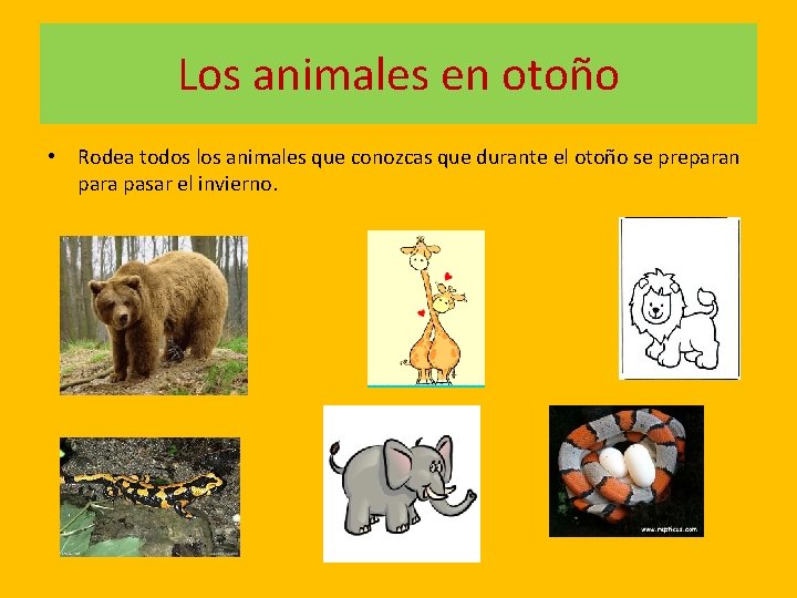 Los animales en otoño • Rodea todos los animales que conozcas que durante el