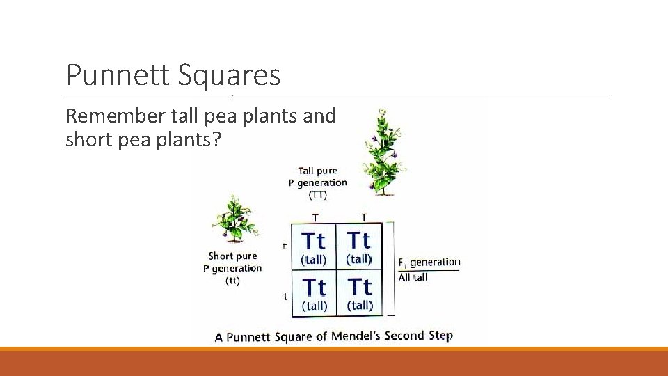 Punnett Squares Remember tall pea plants and short pea plants? 