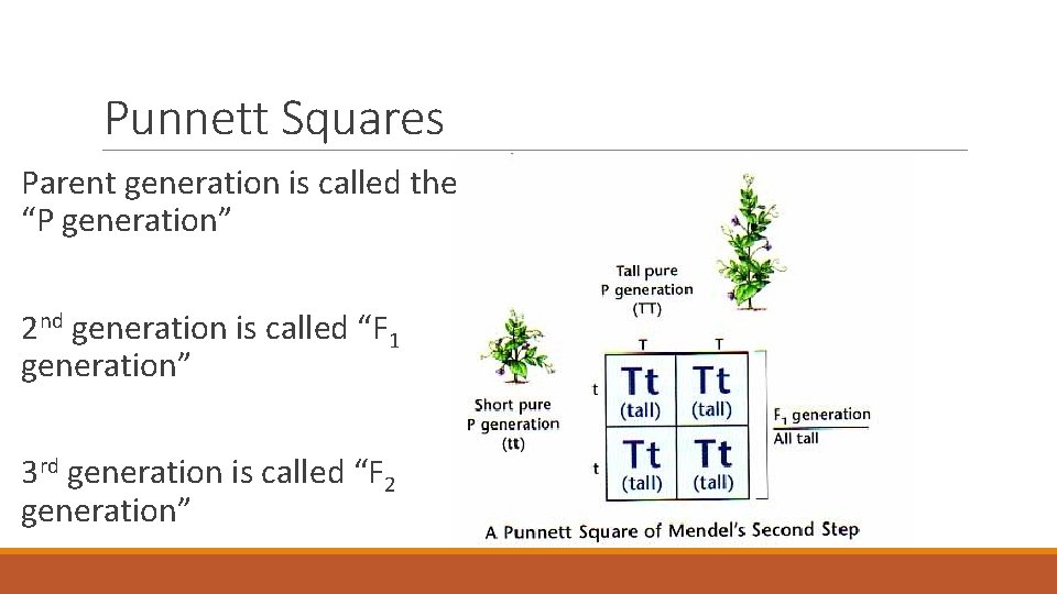 Punnett Squares Parent generation is called the “P generation” 2 nd generation is called