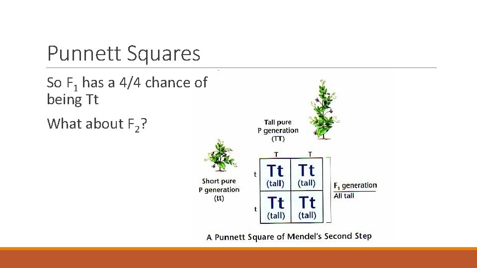 Punnett Squares So F 1 has a 4/4 chance of being Tt What about