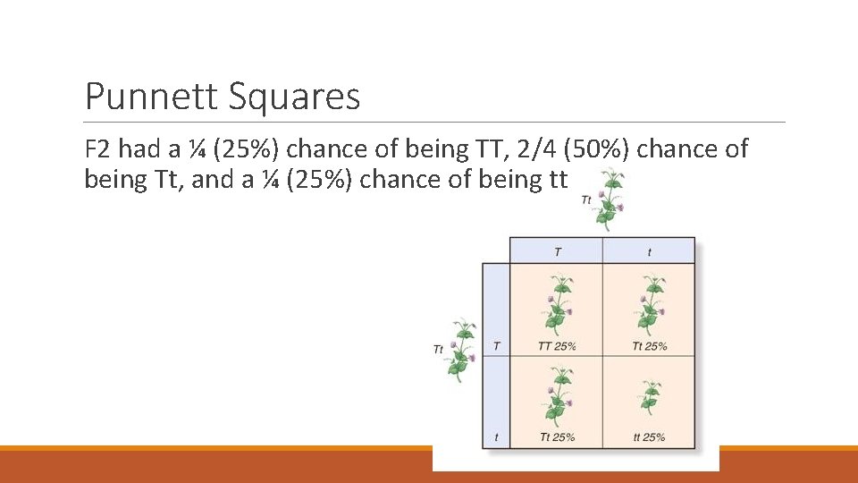 Punnett Squares F 2 had a ¼ (25%) chance of being TT, 2/4 (50%)