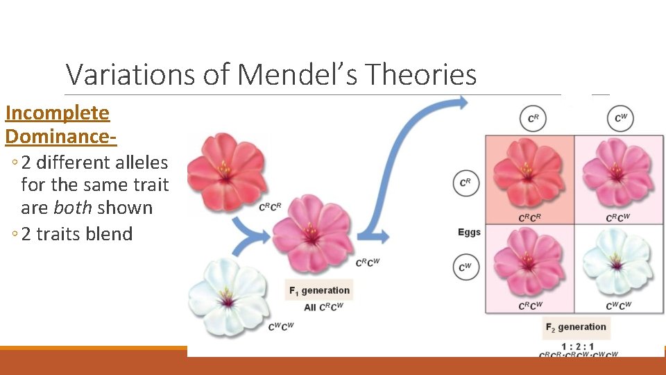 Variations of Mendel’s Theories Incomplete Dominance◦ 2 different alleles for the same trait are