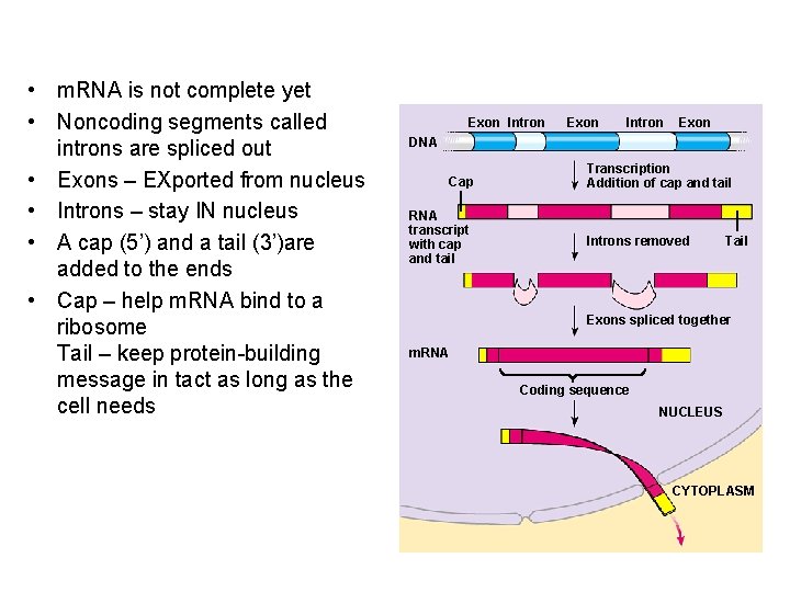  • m. RNA is not complete yet • Noncoding segments called introns are