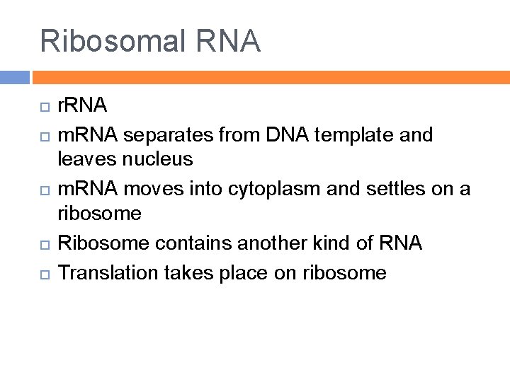 Ribosomal RNA r. RNA m. RNA separates from DNA template and leaves nucleus m.
