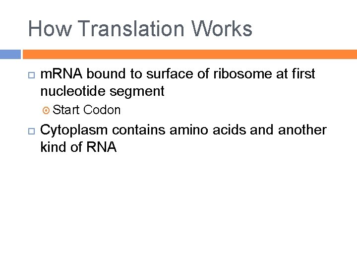 How Translation Works m. RNA bound to surface of ribosome at first nucleotide segment