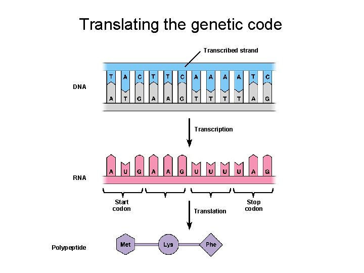 Translating the genetic code Transcribed strand DNA Transcription RNA Start codon Polypeptide Translation Stop