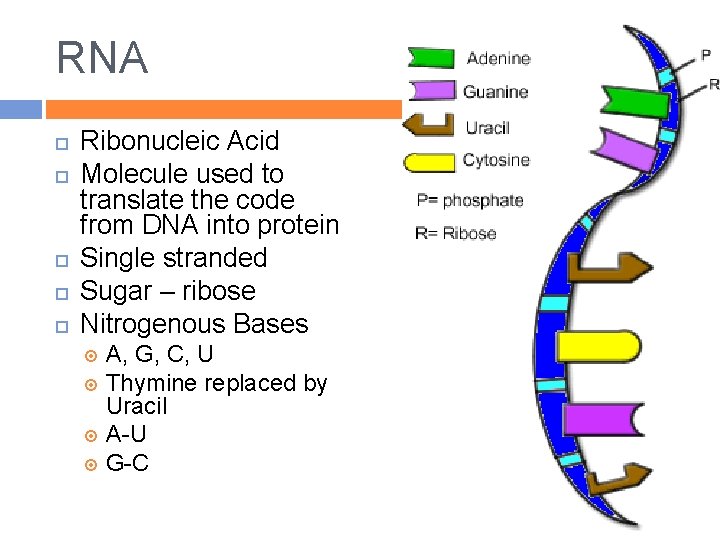 RNA Ribonucleic Acid Molecule used to translate the code from DNA into protein Single