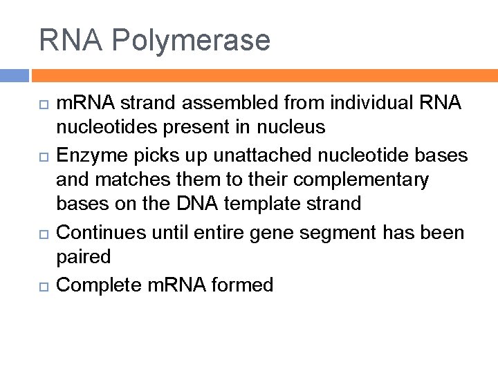 RNA Polymerase m. RNA strand assembled from individual RNA nucleotides present in nucleus Enzyme