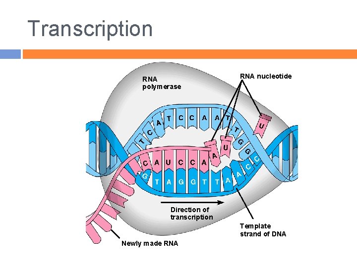 Transcription RNA polymerase RNA nucleotide Direction of transcription Template strand of DNA Newly made