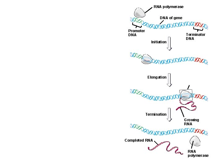 RNA polymerase DNA of gene Promoter DNA Initiation Terminator DNA Elongation Termination Growing RNA