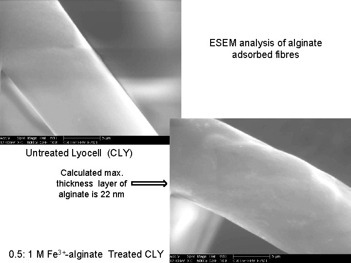 ESEM analysis of alginate adsorbed fibres Untreated Lyocell (CLY) Calculated max. thickness layer of