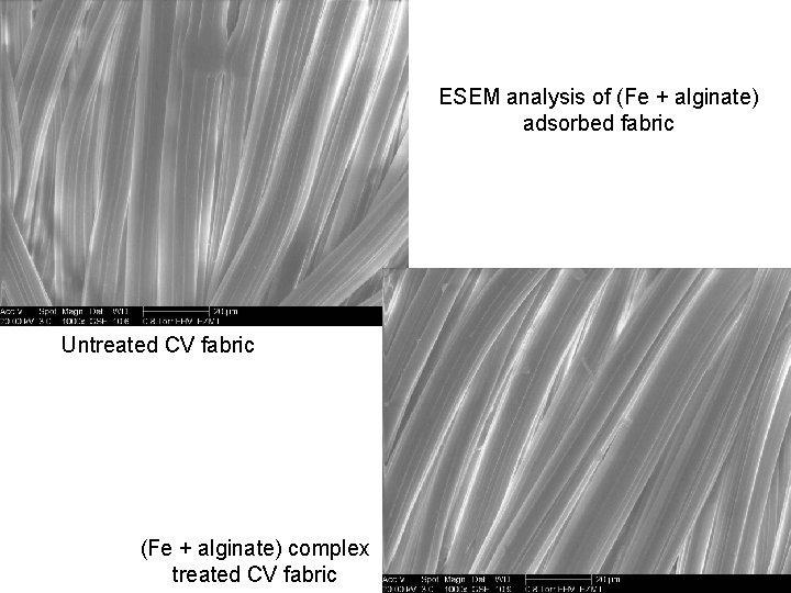 ESEM analysis of (Fe + alginate) adsorbed fabric Untreated CV fabric (Fe + alginate)