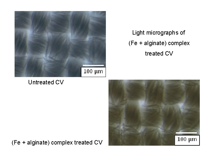Light micrographs of (Fe + alginate) complex treated CV Untreated CV (Fe + alginate)