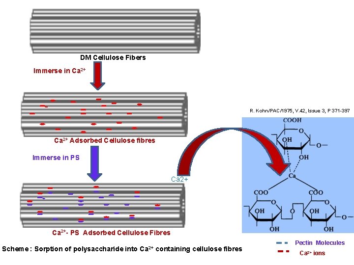 DM Cellulose Fibers Immerse in Ca 2+ R. Kohn/PAC/1975, V. 42, Issue 3, P