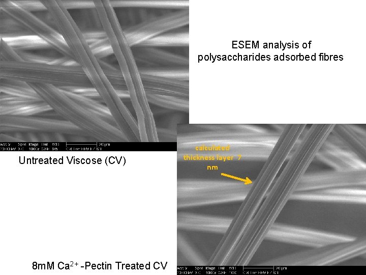 ESEM analysis of polysaccharides adsorbed fibres Untreated Viscose (CV) 8 m. M Ca 2+