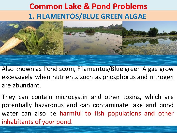 Common Lake & Pond Problems 1. FILAMENTOS/BLUE GREEN ALGAE Also known as Pond scum,