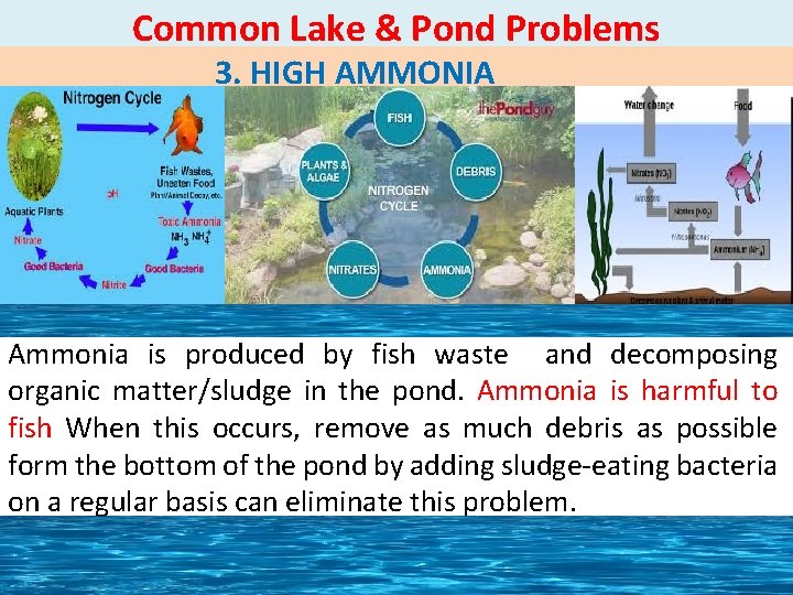 Common Lake & Pond Problems 3. HIGH AMMONIA Ammonia is produced by fish waste