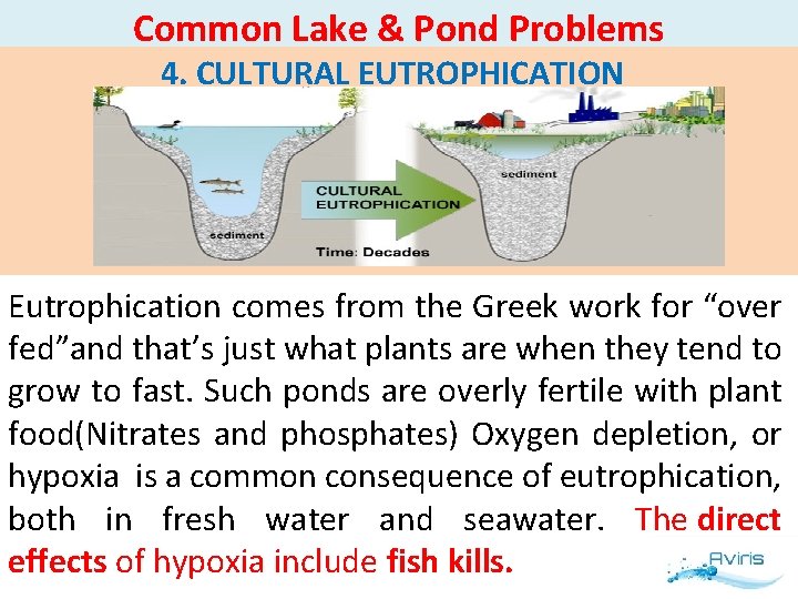 Common Lake & Pond Problems 4. CULTURAL EUTROPHICATION Eutrophication comes from the Greek work