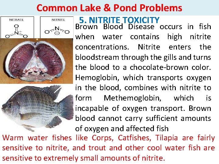 Common Lake & Pond Problems 5. NITRITE TOXICITY Brown Blood Disease occurs in fish