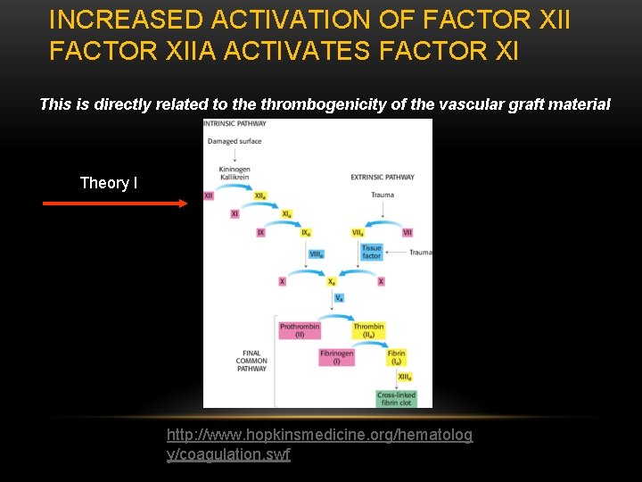 INCREASED ACTIVATION OF FACTOR XIIA ACTIVATES FACTOR XI This is directly related to the