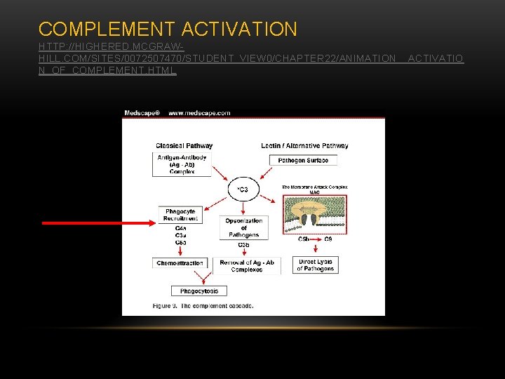 COMPLEMENT ACTIVATION HTTP: //HIGHERED. MCGRAWHILL. COM/SITES/0072507470/STUDENT_VIEW 0/CHAPTER 22/ANIMATION__ACTIVATIO N_OF_COMPLEMENT. HTML 