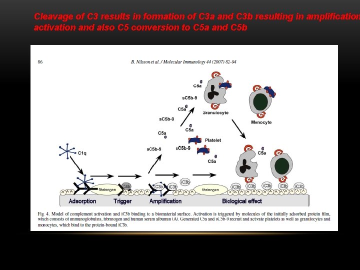 Cleavage of C 3 results in formation of C 3 a and C 3