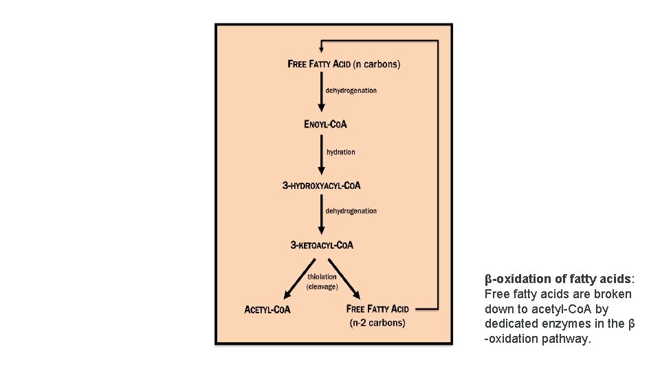 β-oxidation of fatty acids: Free fatty acids are broken down to acetyl-Co. A by