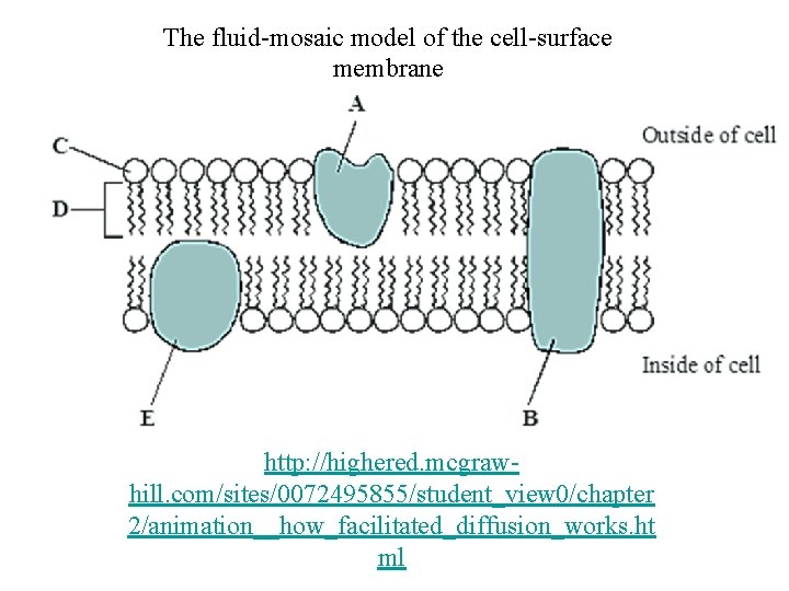 The fluid-mosaic model of the cell-surface membrane http: //highered. mcgrawhill. com/sites/0072495855/student_view 0/chapter 2/animation__how_facilitated_diffusion_works. ht