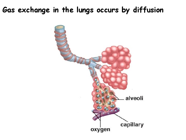 Gas exchange in the lungs occurs by diffusion 