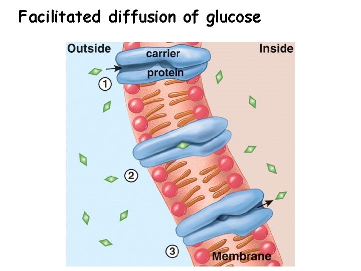 Facilitated diffusion of glucose 