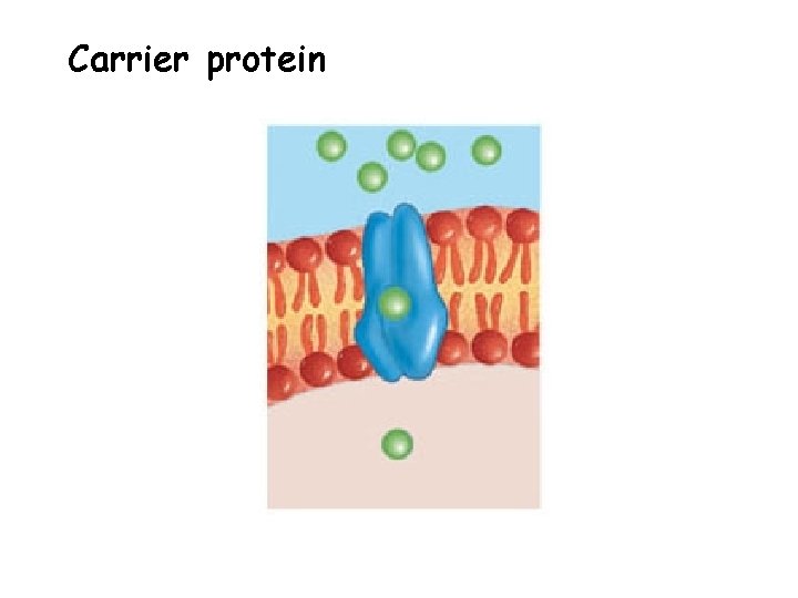 Carrier protein 