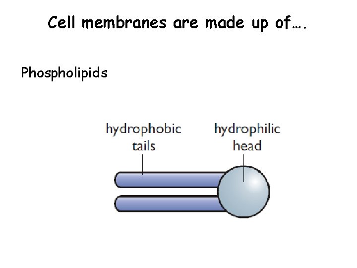 Cell membranes are made up of…. Phospholipids 